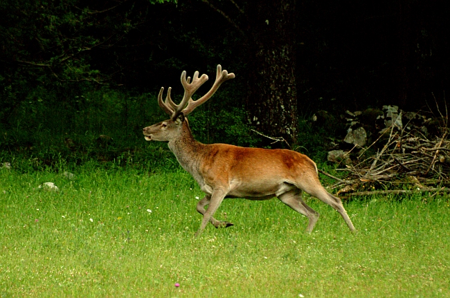 PASSIONE PER IL CERVO